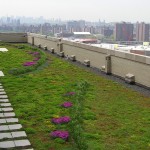 Bx_County_GreenRoof_Summer08_withskyline.JPG (456 KB)