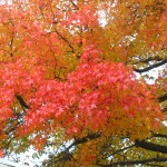 lenscameradownloadJaminandnovtrolleylauraphotos11_15_049.jpg (1 MB)
