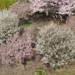 IMG_0936.JPG (3 MB)